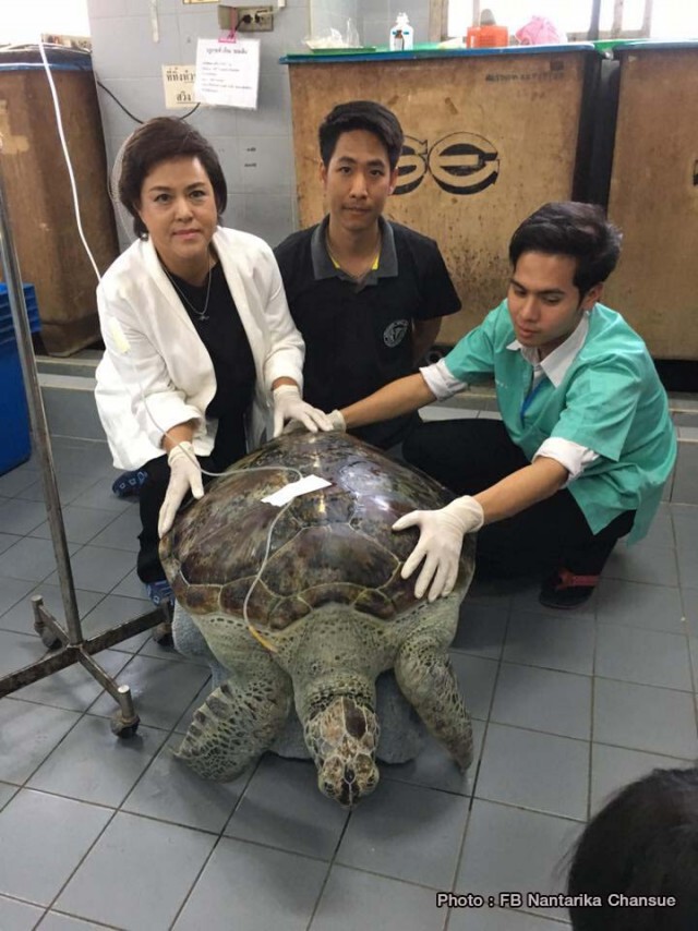 ไชโย! เจ้าออมสิน (เต่ากินเหรียญ) กลับมาว่ายน้ำได้แล้ว