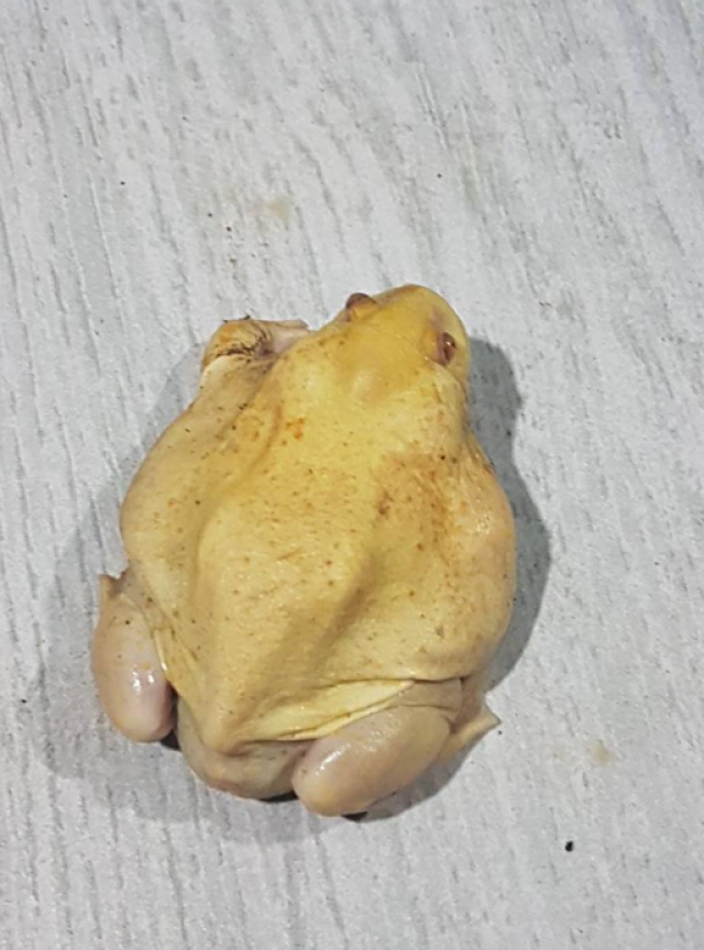 อุ๊ต๊ะ! ตัวอะไรอ่ะ
มองผ่านๆ เหมือนไก่ต้ม