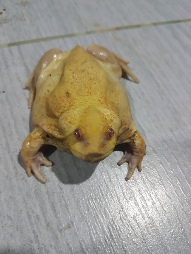 อุ๊ต๊ะ! ตัวอะไรอ่ะ
มองผ่านๆ เหมือนไก่ต้ม