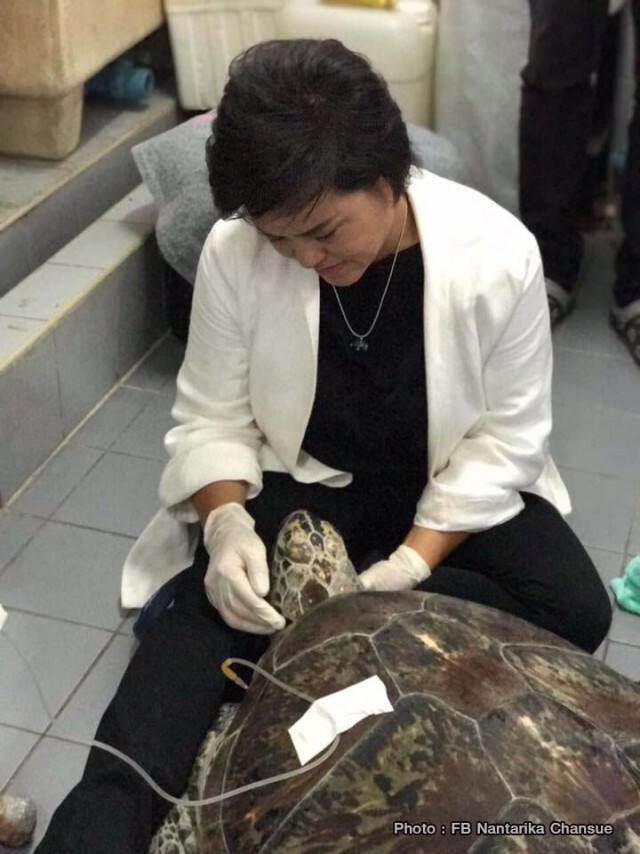 ไชโย! เจ้าออมสิน (เต่ากินเหรียญ) กลับมาว่ายน้ำได้แล้ว
