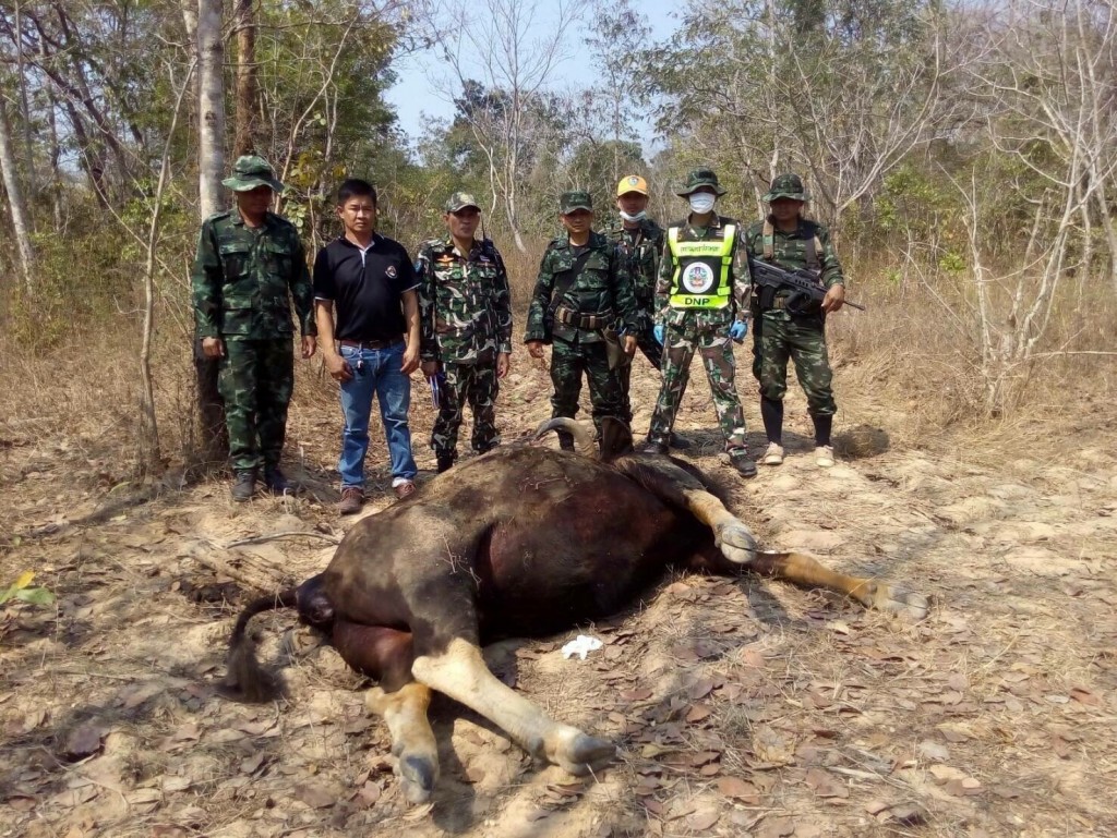อุทยานฯตาพระยา พบซากกระทิง
คาดตายเพราะติดเชื้อจากการคลอดลูก
พบลูกเดินวนอยู่ใกล้ศพแม่ อุทยานฯตาพระยา พบซากกระทิง
คาดตายเพราะติดเชื้อจากการคลอดลูก
พบลูกเดินวนอยู่ใกล้ศพแม่