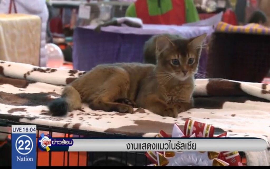 งานแสดงแมวในรัสเซีย งานแสดงแมวในรัสเซีย