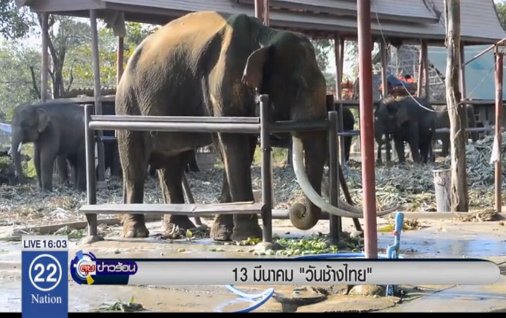 13 มีนาวัน "ช้างไทย" 13 มีนาวัน "ช้างไทย"