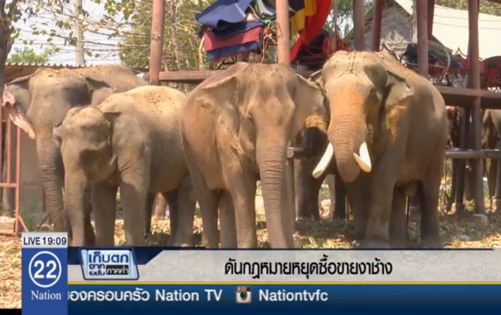 ดันกฎหมายหยุดซื้อขาย "งาช้าง"