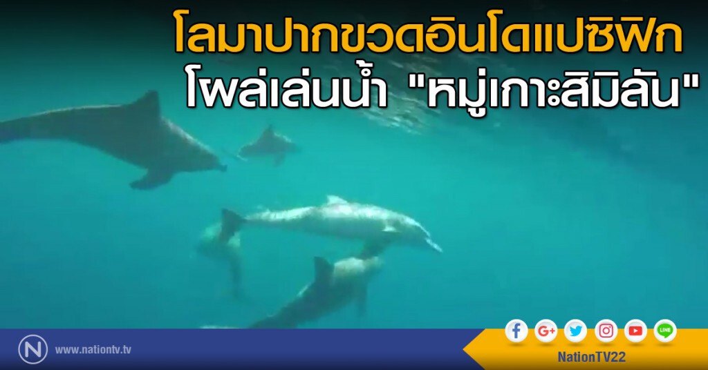 โลมาปากขวดอินโดแปซิฟิกโผล่เล่นน้ำ "หมู่เกาะสิมิลัน"