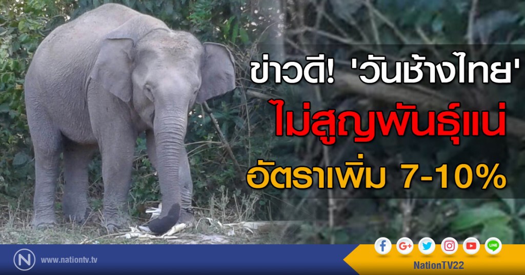 ข่าวดี! 'วันช้างไทย'
ไม่สูญพันธ์ุแน่ อัตราเพิ่ม 7-10%