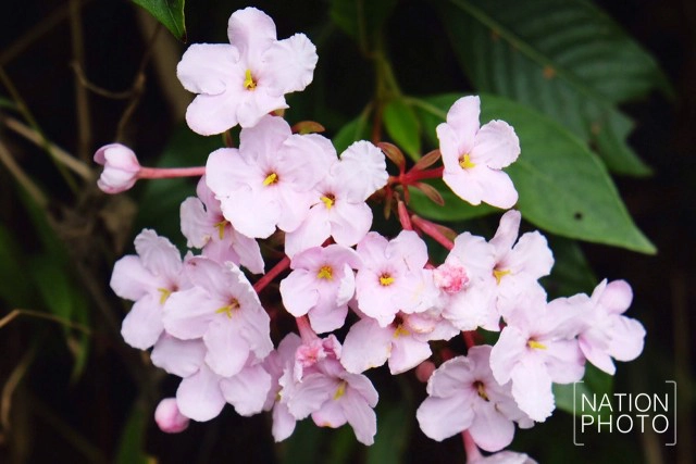 ชีวิตนี้ต้องไปให้ได้สักครั้ง.... "ดอยหลวงเชียงดาว"