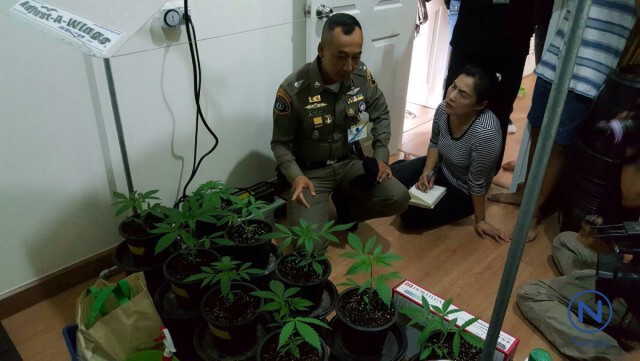 ตะลึง! ค้นบ้าน "บิ๊กพี ไทคูณ"
เจอแปลงปลูก"กัญชา"ระดับพรีเมี่ยม