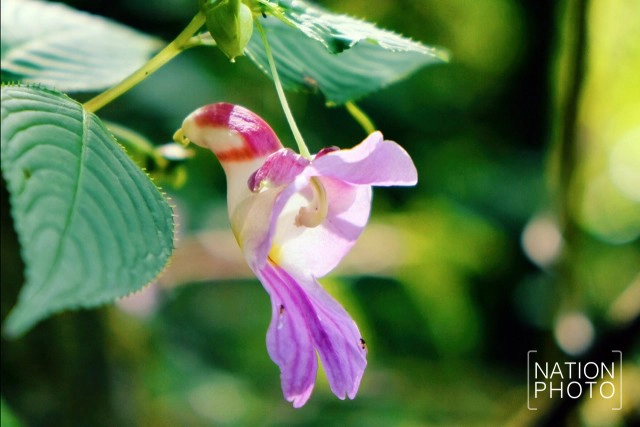 ชีวิตนี้ต้องไปให้ได้สักครั้ง.... "ดอยหลวงเชียงดาว"