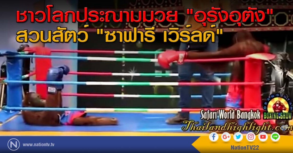 ชาวโลกประนามมวย "อุรังอุตัง" ในไทย ชาวโลกประนามมวย "อุรังอุตัง" ในไทย
