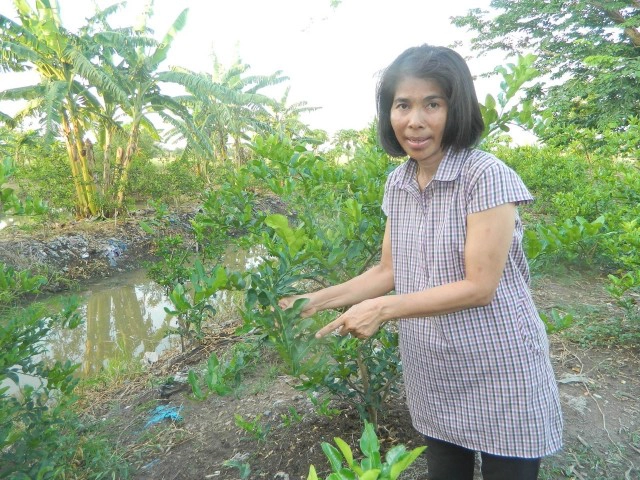 "อัฐพร ท้องย้อย" ครูหัวใจเกษตร 
ปลูก ข่า ตะไคร้ มะกรูด ส่ง"โลโบ" 
รวยเงินล้าน..ด้วยพืชเครื่องเทศ!