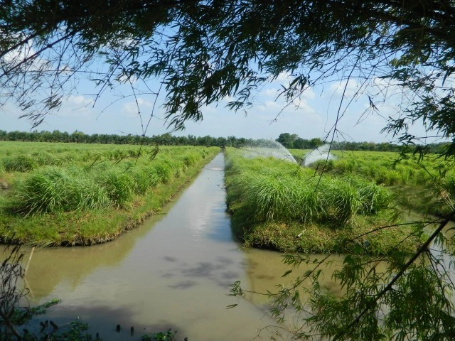 "อัฐพร ท้องย้อย" ครูหัวใจเกษตร 
ปลูก ข่า ตะไคร้ มะกรูด ส่ง"โลโบ" 
รวยเงินล้าน..ด้วยพืชเครื่องเทศ!