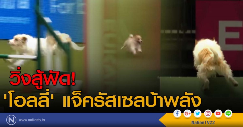 วิ่งสู้ฟัด! 'โอลลี่' แจ็ครัสเซลบ้าพลัง วิ่งสู้ฟัด! 'โอลลี่' แจ็ครัสเซลบ้าพลัง