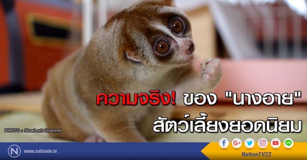 ความจริง! ของ "นางอาย" สัตว์เลี้่ยงยอดนิยม ความจริง! ของ "นางอาย" สัตว์เลี้่ยงยอดนิยม