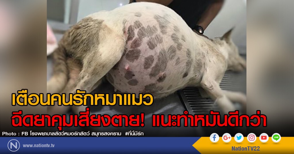 เตือนคนรักหมาแมว
ฉีดยาคุมเสี่ยงตาย! แนะทำหมันดีกว่า