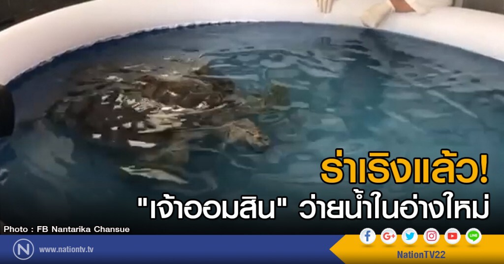 ร่าเริงแล้ว! "เจ้าออมสิน" ว่ายน้ำในอ่างใหม่ ร่าเริงแล้ว! "เจ้าออมสิน" ว่ายน้ำในอ่างใหม่