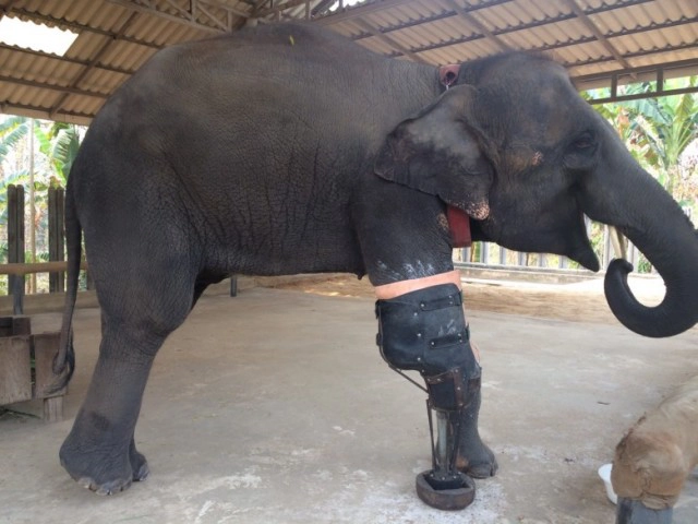 "โซไรดา"  ไม่อยากรบกวน ปชช.
ทุกคนก็ลำบากเดือดร้อนกันทั้งนั้น
วอนรัฐช่วย โดยผ่าน"กองทุนช้าง"