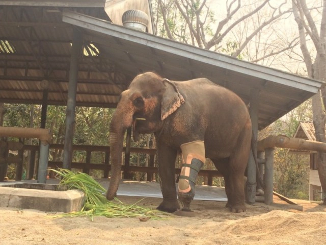 "โซไรดา"  ไม่อยากรบกวน ปชช.
ทุกคนก็ลำบากเดือดร้อนกันทั้งนั้น
วอนรัฐช่วย โดยผ่าน"กองทุนช้าง"