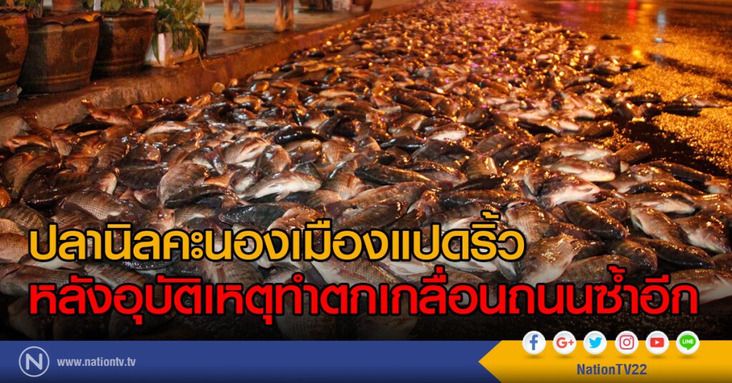ปลานิลคะนองเมืองแปดริ้ว หลังอุบัติเหตุทำตกเกลื่อนถนนซ้ำอีก