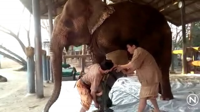 เลขาธิการมูลนิธิเพื่อนช้างย้ำไม่ได้เป็นการหนี้ แต่ขาดงบดำเนินการ