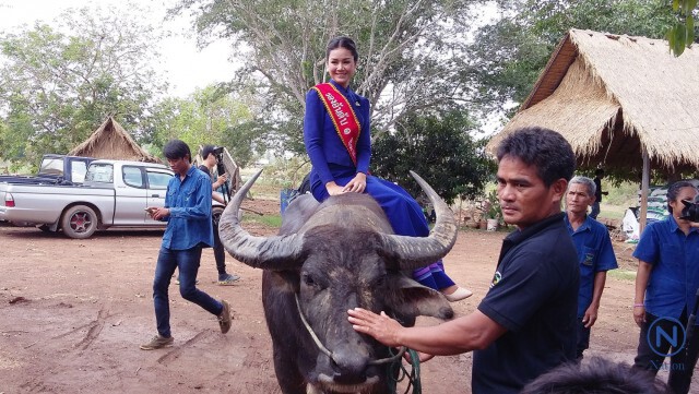 จับสาวสระแก้ว ฝึกไถนา ดำนาจริง ประกวด"ธิดากาสร"และฟื้นสู่ขวัญควาย