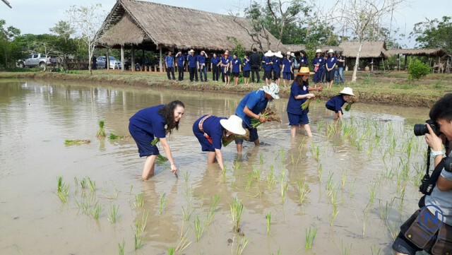 จับสาวสระแก้ว ฝึกไถนา ดำนาจริง ประกวด"ธิดากาสร"และฟื้นสู่ขวัญควาย