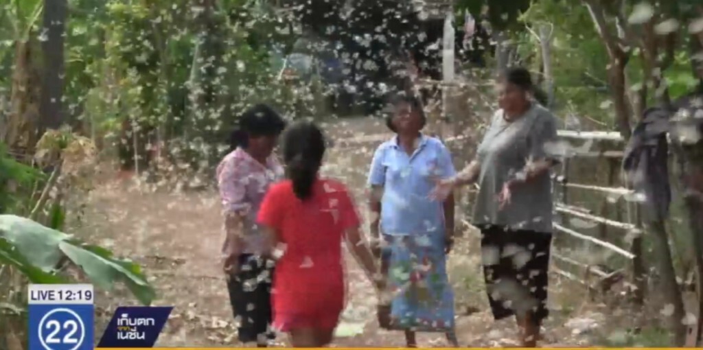 ผีเสื้อนับแสน บินว่อนเต็มหมู่บ้าน อ.เนินมะปราง
