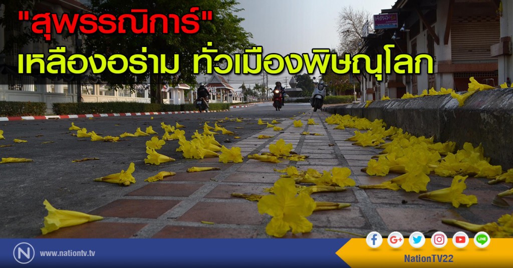 "สุพรรณิการ์" เหลืองอร่าม ทั่วเมืองพิษณุโลก "สุพรรณิการ์" เหลืองอร่าม ทั่วเมืองพิษณุโลก