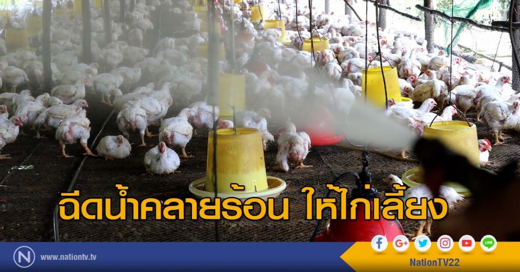 ฉีดน้ำคลายร้อน ให้ไก่เลี้ยง ฉีดน้ำคลายร้อน ให้ไก่เลี้ยง