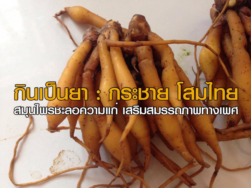 กินเป็นยา : กระชาย โสมไทย สมุนไพรชะลอความแก่ เสริมสมรรถภาพทางเพศ