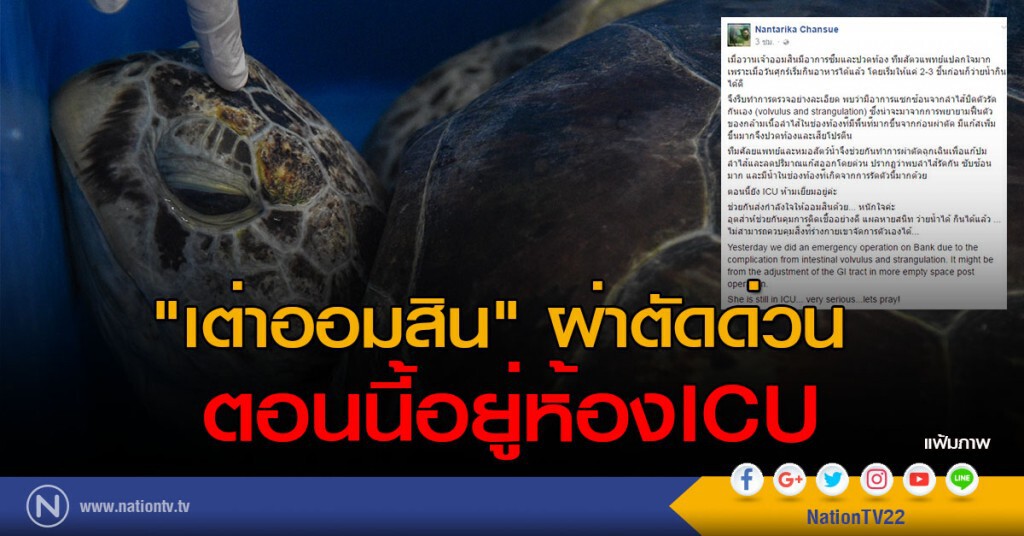 "เต่าออมสิน" ผ่าตัดด่วน  ตอนนี้อยู่ห้องICU