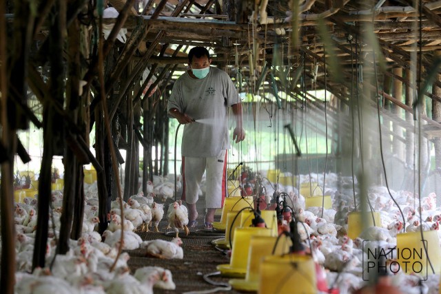 ฉีดน้ำคลายร้อน ให้ไก่เลี้ยง