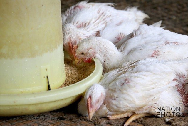 ฉีดน้ำคลายร้อน ให้ไก่เลี้ยง