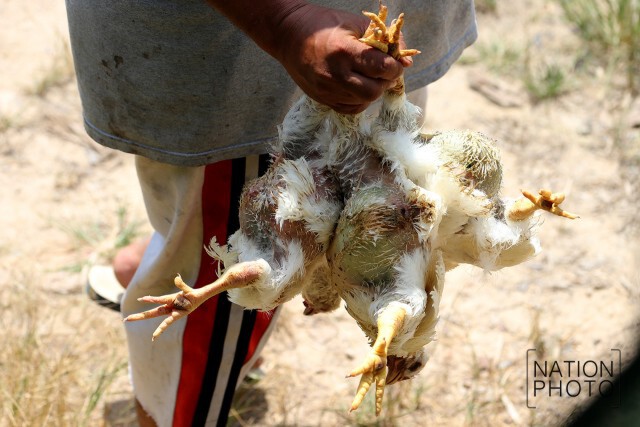 ฉีดน้ำคลายร้อน ให้ไก่เลี้ยง