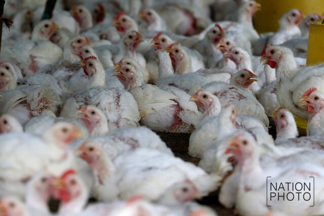 ฉีดน้ำคลายร้อน ให้ไก่เลี้ยง