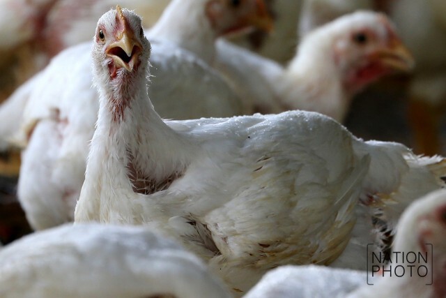 ฉีดน้ำคลายร้อน ให้ไก่เลี้ยง