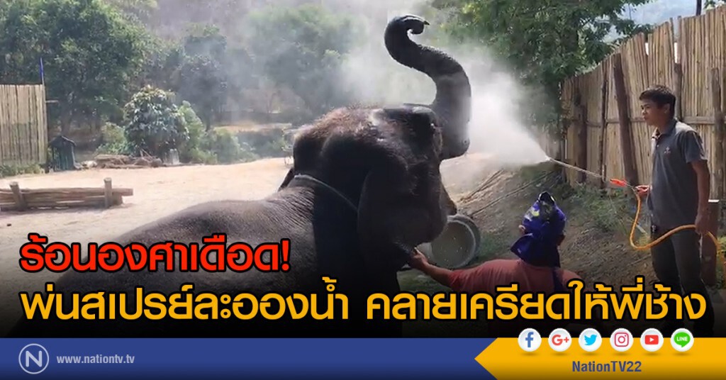 ร้อนองศาเดือด! พ่นสเปรย์ละอองน้ำ
คลายเครียดให้พี่ช้าง