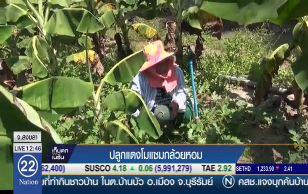 ปลูกแตงโมแซมกล้วยหอม ปลูกแตงโมแซมกล้วยหอม