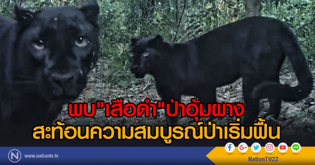 พบ"เสือดำ"ป่าอุ้มผาง สะท้อนความสมบูรณ์ป่าเริ่มฟื้น