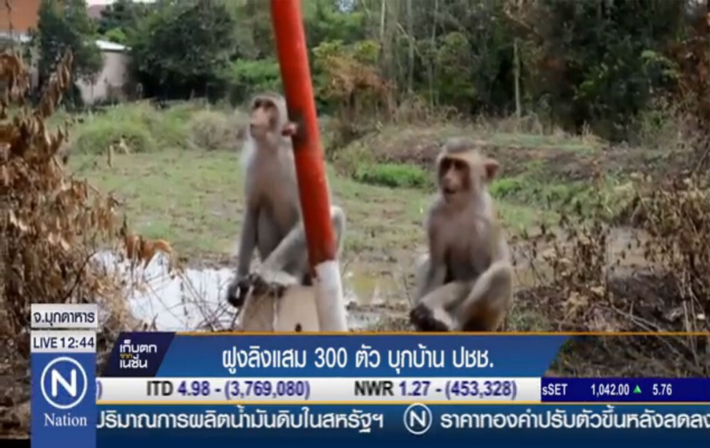 ฝูงลิงแสม 300 ตัว บุกบ้านประชาชน ฝูงลิงแสม 300 ตัว บุกบ้านประชาชน