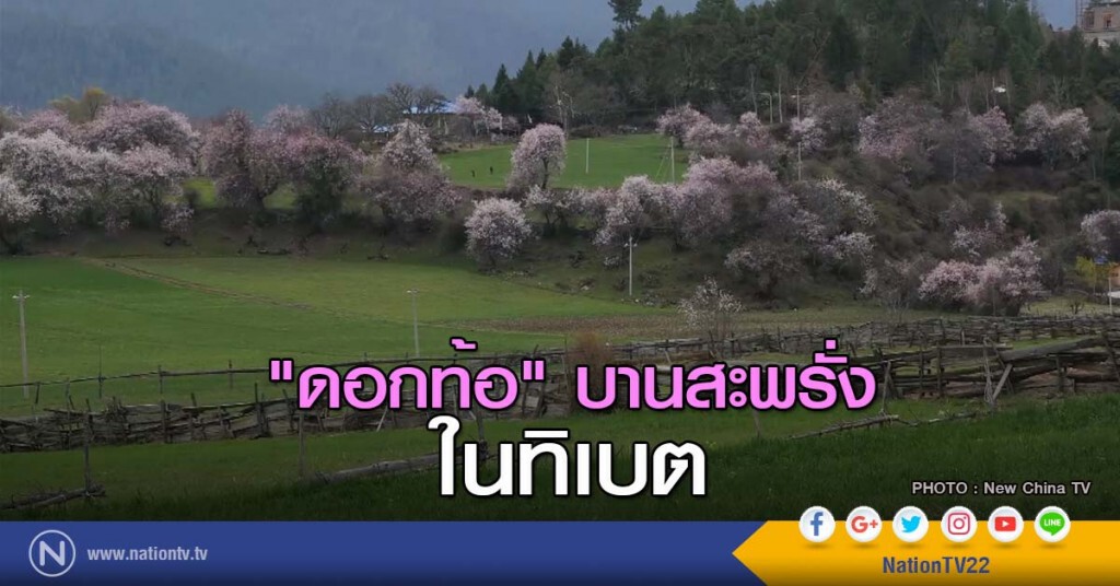 "ดอกท้อ" บานสะพรั่ง ในทิเบต "ดอกท้อ" บานสะพรั่ง ในทิเบต
