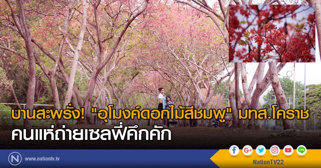บานสะพรั่ง! "อุโมงค์ดอกไม้สีชมพู" มทส.โคราช คนแห่ถ่ายเซลฟี่คึกคัก