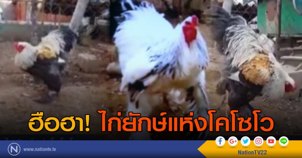 ไก่ยักษ์แห่งโคโซโว ไก่ยักษ์แห่งโคโซโว