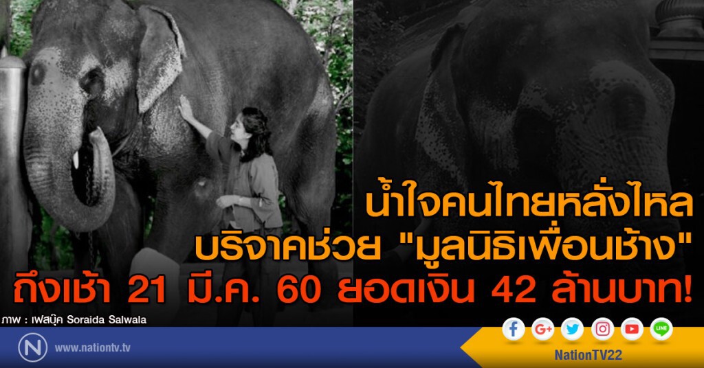 น้ำใจคนไทยหลั่งไหล
บริจาคช่วย "มูลนิธิเพื่อนช้าง"
ถึงเช้า 21 มี.ค. 60 ยอดเงิน 42 ล้านบาท!