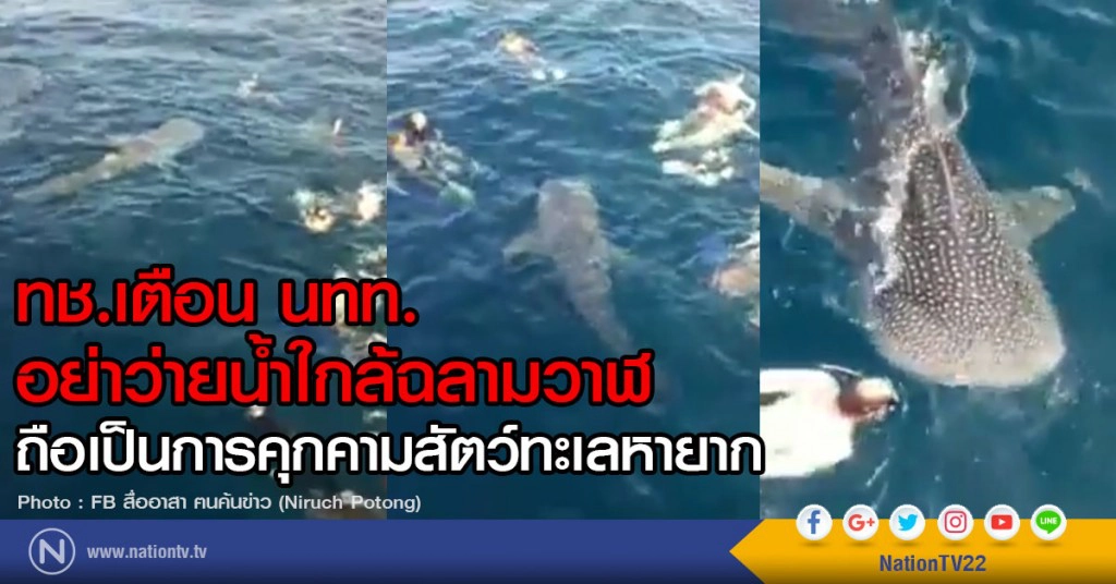 ทช.เตือน นทท.
อย่าว่ายน้ำใกล้ฉลามวาฬ จ.ชุมพร-สุราษฏร์
ถือเป็นการคุกคามสัตว์ทะเลหายาก