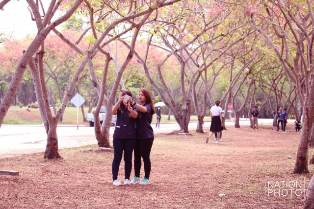 บานสะพรั่ง! "อุโมงค์ดอกไม้สีชมพู" มทส.โคราช คนแห่ถ่ายเซลฟี่คึกคัก