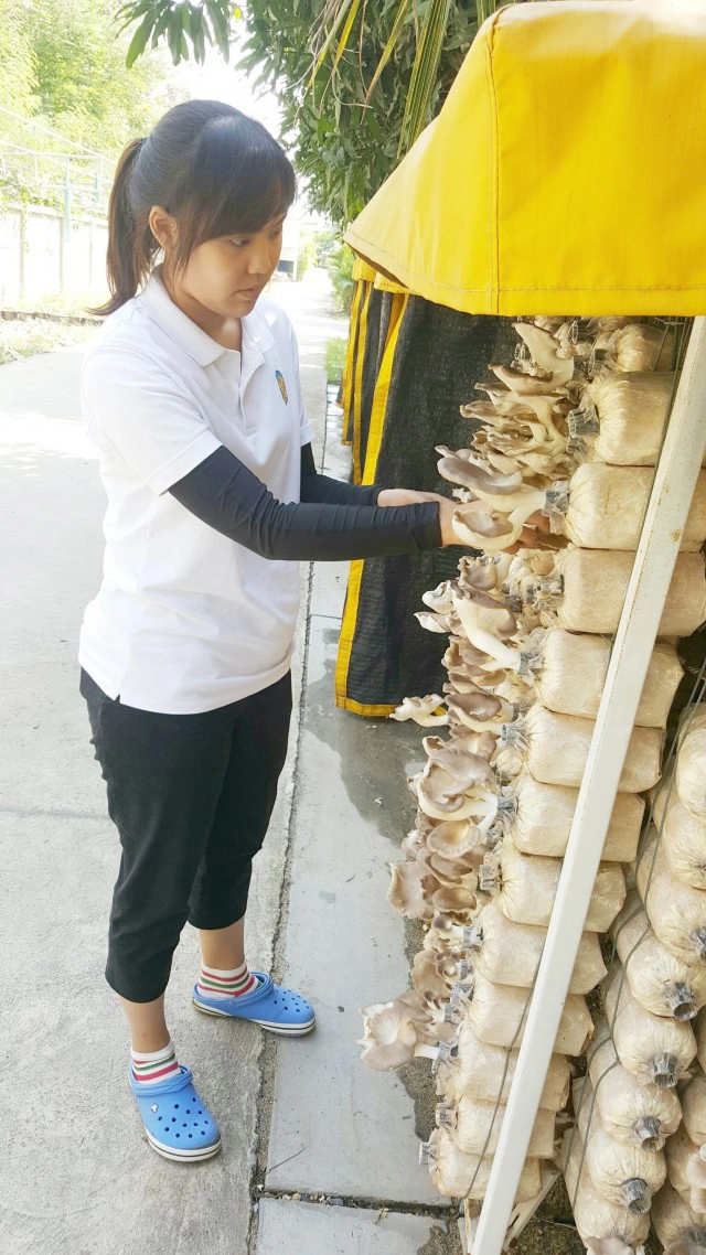 โรงเรือนมินิ...เพาะเห็ดเคลื่อนที่ เกษตรในเมือง สำหรับคนรุ่นใหม่