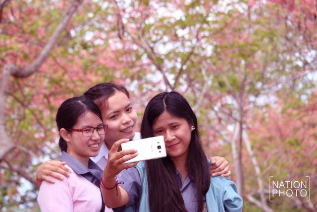 บานสะพรั่ง! "อุโมงค์ดอกไม้สีชมพู" มทส.โคราช คนแห่ถ่ายเซลฟี่คึกคัก