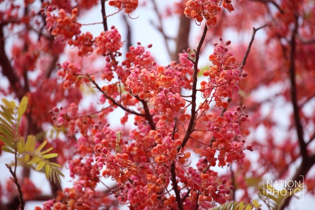 บานสะพรั่ง! "อุโมงค์ดอกไม้สีชมพู" มทส.โคราช คนแห่ถ่ายเซลฟี่คึกคัก