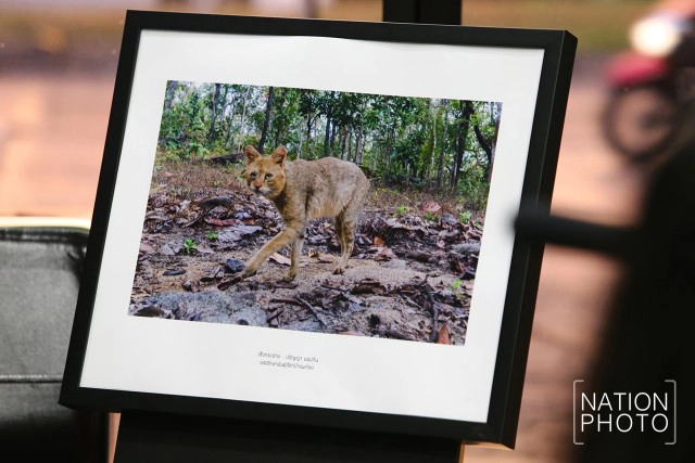 "ปริญญา ผดุงถิ่น" ผู้บันทึกภาพ "เสือกระต่าย" สัตว์ป่าหายากของไทย